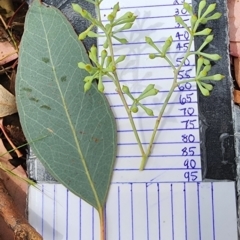 Eucalyptus polyanthemos subsp. polyanthemos at Mount Taylor - 6 Mar 2024