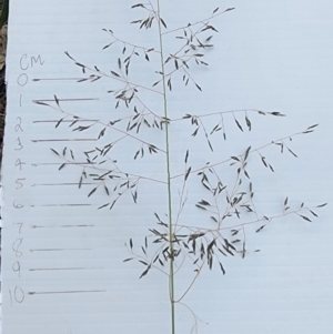 Eragrostis curvula at Mount Taylor - 6 Mar 2024