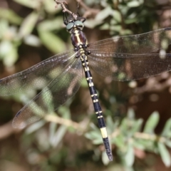 Parasynthemis regina (Royal Tigertail) at QPRC LGA - 5 Mar 2024 by LisaH