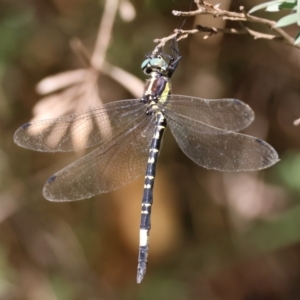 Parasynthemis regina at QPRC LGA - 5 Mar 2024