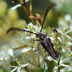 Distichocera fuliginosa (Longhorn or Longicorn beetle) at QPRC LGA - 5 Mar 2024 by LisaH