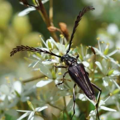 Distichocera fuliginosa (Longhorn or Longicorn beetle) at Mongarlowe River - 5 Mar 2024 by LisaH