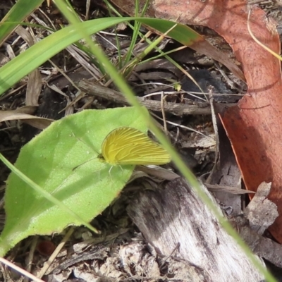 Eurema smilax (Small Grass-yellow) at Namadgi National Park - 5 Mar 2024 by SandraH