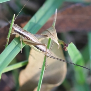 Merrinella tandanya at QPRC LGA - suppressed