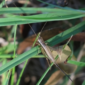 Merrinella tandanya at QPRC LGA - suppressed