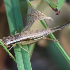 Merrinella tandanya at QPRC LGA - suppressed