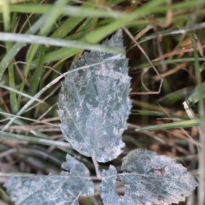 Sus scrofa at QPRC LGA - suppressed