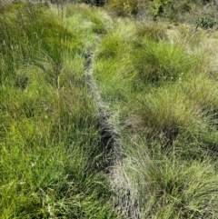 Sus scrofa at QPRC LGA - suppressed