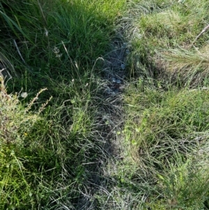 Sus scrofa at QPRC LGA - suppressed