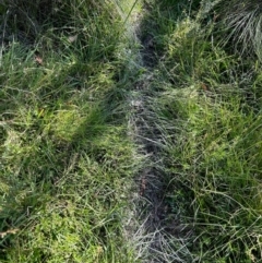 Sus scrofa at QPRC LGA - suppressed