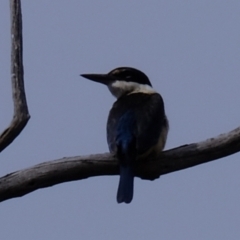 Todiramphus sanctus (Sacred Kingfisher) at Macnamara, ACT - 5 Mar 2024 by Kurt