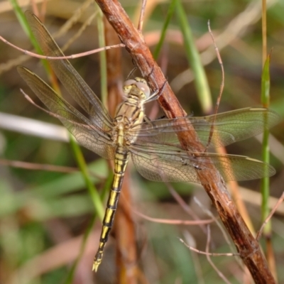 Orthetrum caledonicum (Blue Skimmer) at Ginninderry Conservation Corridor - 5 Mar 2024 by Kurt