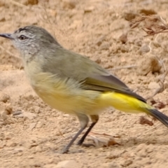 Acanthiza chrysorrhoa (Yellow-rumped Thornbill) at Strathnairn, ACT - 6 Mar 2024 by Kurt