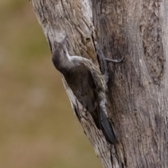 Cormobates leucophaea (White-throated Treecreeper) at Ginninderry Conservation Corridor - 6 Mar 2024 by Kurt