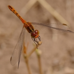 Diplacodes bipunctata (Wandering Percher) at Ginninderry Conservation Corridor - 6 Mar 2024 by Kurt