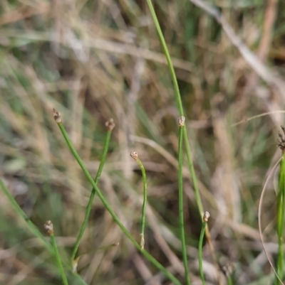 Tricoryne elatior (Yellow Rush Lily) at Evatt, ACT - 6 Mar 2024 by WalkYonder