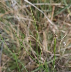 Tricoryne elatior at Evatt, ACT - 6 Mar 2024 11:15 AM