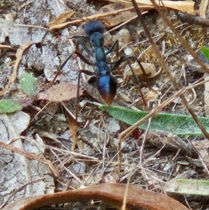 Myrmecia tarsata at Namadgi National Park - 6 Mar 2024 12:11 PM