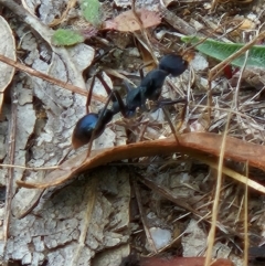 Myrmecia tarsata at Namadgi National Park - 6 Mar 2024