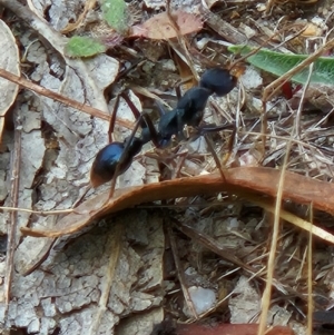 Myrmecia tarsata at Namadgi National Park - 6 Mar 2024