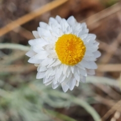 Leucochrysum albicans subsp. tricolor (Hoary Sunray) at McKellar, ACT - 6 Mar 2024 by WalkYonder