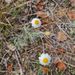 Leucochrysum albicans subsp. tricolor at Croke Place Grassland (CPG) - 6 Mar 2024 12:08 PM