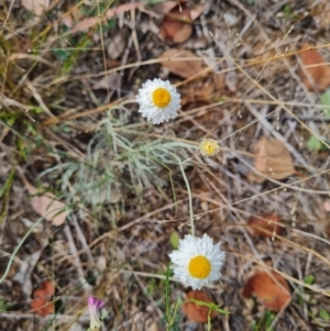 Leucochrysum albicans subsp. tricolor at Croke Place Grassland (CPG) - 6 Mar 2024