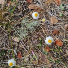 Leucochrysum albicans subsp. tricolor at Croke Place Grassland (CPG) - 6 Mar 2024