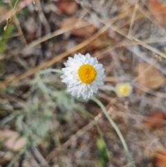 Leucochrysum albicans subsp. tricolor at Croke Place Grassland (CPG) - 6 Mar 2024 12:08 PM