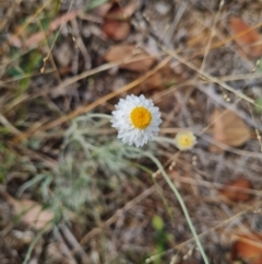 Leucochrysum albicans subsp. tricolor at Croke Place Grassland (CPG) - 6 Mar 2024 12:08 PM