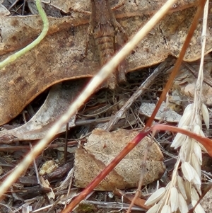 Phaulacridium vittatum at Namadgi National Park - 6 Mar 2024
