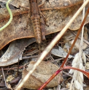 Phaulacridium vittatum at Namadgi National Park - 6 Mar 2024