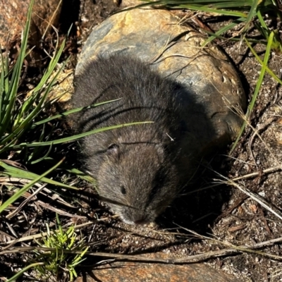 Mastacomys fuscus mordicus (Broad-toothed Rat) at Kosciuszko National Park - 4 Mar 2024 by AshW