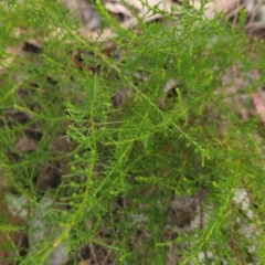 Chrysocephalum semipapposum (Clustered Everlasting) at Cooleman Ridge - 6 Mar 2024 by BethanyDunne