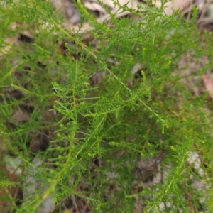 Chrysocephalum semipapposum at Cooleman Ridge - 6 Mar 2024
