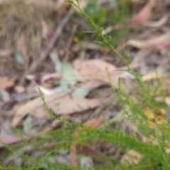 Chrysocephalum semipapposum at Cooleman Ridge - 6 Mar 2024