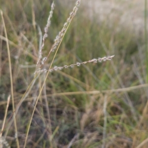 Digitaria brownii at Cooleman Ridge - 6 Mar 2024 09:15 AM