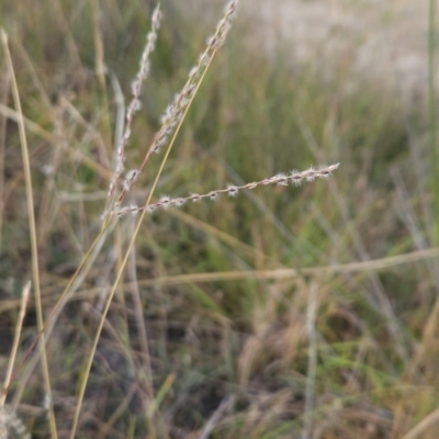 Digitaria brownii (Cotton Panic Grass) at Cooleman Ridge - 6 Mar 2024 by BethanyDunne