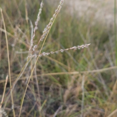 Digitaria brownii (Cotton Panic Grass) at Chapman, ACT - 5 Mar 2024 by BethanyDunne