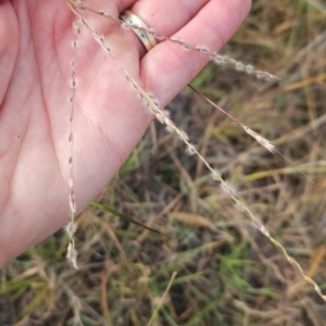 Digitaria brownii at Cooleman Ridge - 6 Mar 2024 09:15 AM