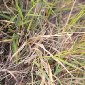 Digitaria brownii at Cooleman Ridge - 6 Mar 2024 09:15 AM