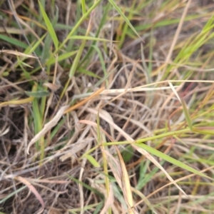 Digitaria brownii at Cooleman Ridge - 6 Mar 2024