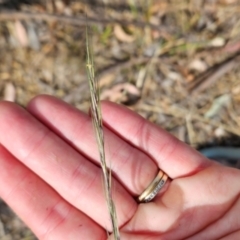 Aristida ramosa (Purple Wire Grass) at Cooleman Ridge - 6 Mar 2024 by BethanyDunne