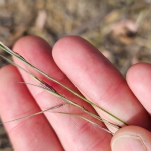 Aristida ramosa at Cooleman Ridge - 6 Mar 2024