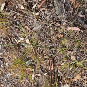 Aristida ramosa at Cooleman Ridge - 6 Mar 2024