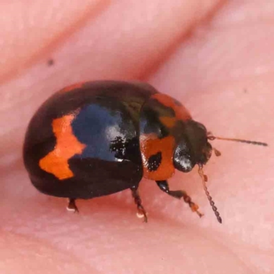 Peltoschema medioflava (Leaf Beetle) at Black Mountain - 27 Feb 2024 by ConBoekel