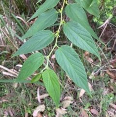 Trema tomentosa var. aspera (Native Peach) at Broulee Moruya Nature Observation Area - 27 Jan 2024 by Tapirlord