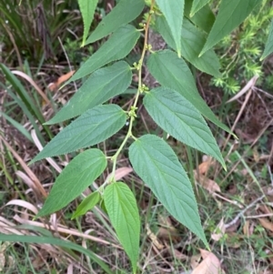 Trema tomentosa var. aspera at Broulee, NSW - 27 Jan 2024