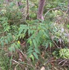 Trema tomentosa var. aspera at Broulee, NSW - 27 Jan 2024