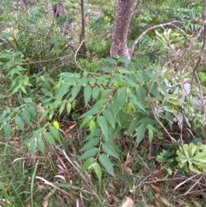 Trema tomentosa var. aspera at Broulee, NSW - 27 Jan 2024